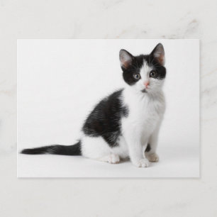 Cute Funny furry kitten black and white cat Postcard