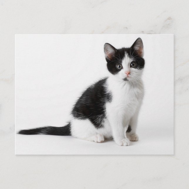 Cute Funny furry kitten black and white cat Postcard (Front)