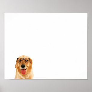 Cute funny Golden Retriever dog  Poster