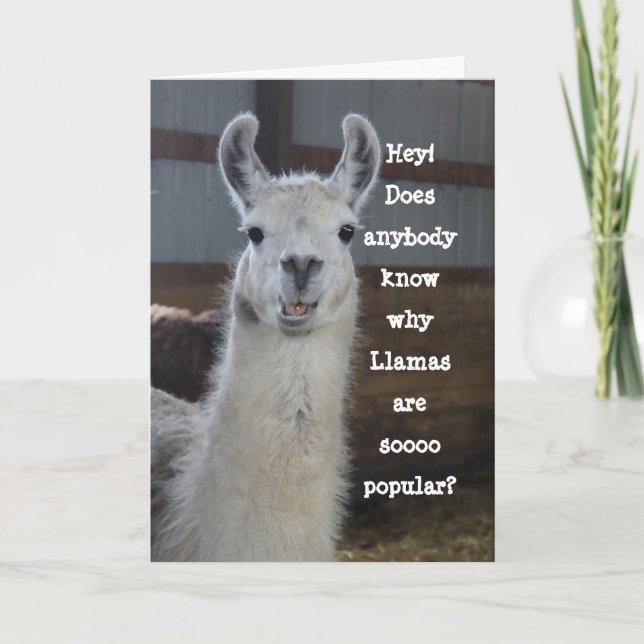 Cute Funny Humourous Llama Birthday Card (Front)
