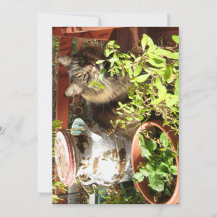 Cute Funny Maine Coon Kitty Rustic