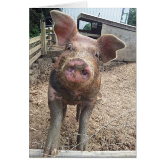 cute funny muddy pig card