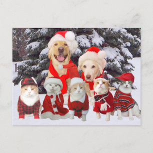 Cute/Funny Pet Business Holiday Client Post Card