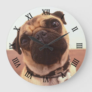 Cute Funny Pug Close-Up Large Clock