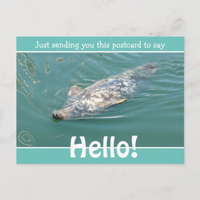 Cute Funny Seal Just saying Hello Postcard (Front)
