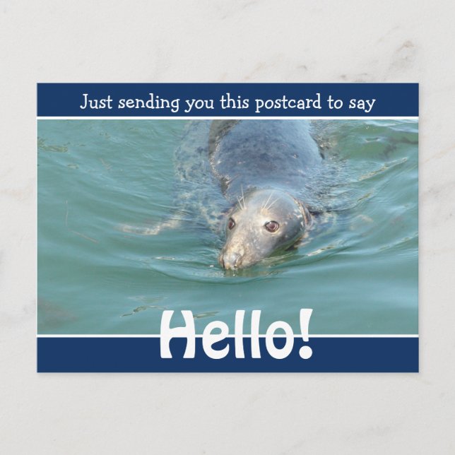 Cute Funny Seal Just saying Hello Postcard (Front)