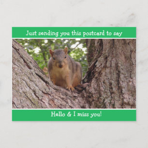 Cute Funny Squirrel Just saying Hello and Miss You Postcard