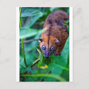 Cute furry cuscus possum looking at camera postcard