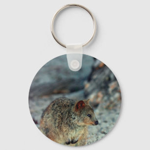 Cute fury Quokka on Rottnest Island Key Ring