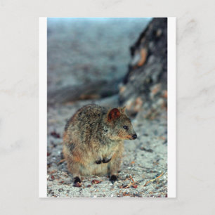 Cute fury Quokka on Rottnest Island Postcard