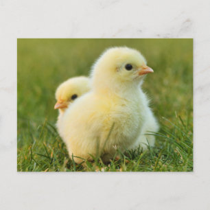 Cute Fuzzy Baby Chicks - Funny Farm Animals Postcard