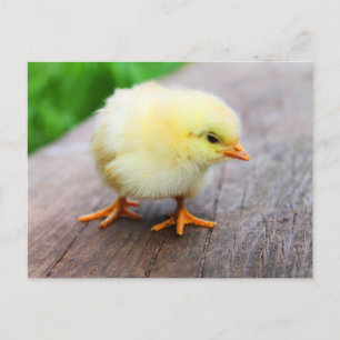 Cute Fuzzy Chick - Funny Farm Animals Postcard