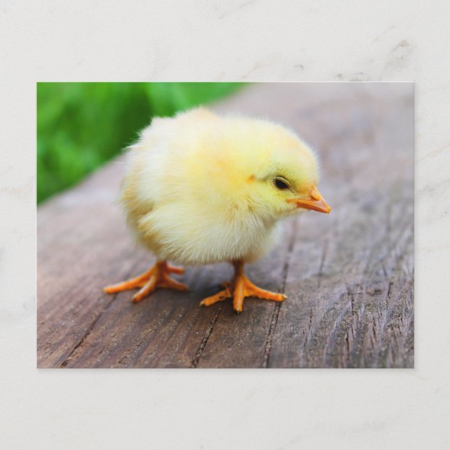 Cute Fuzzy Chick - Funny Farm Animals Postcard (Front)