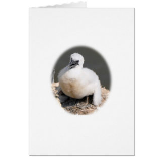 Cute Gannet Chick