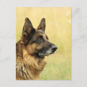 Cute German Shepherd  Postcard