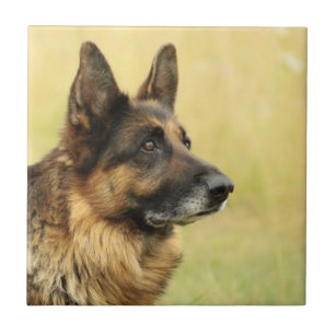 Cute German Shepherd Tile