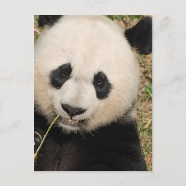 Cute Giant Panda Bear Postcard (Front)
