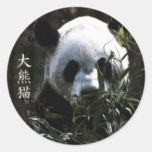 Cute Giant Panda Bear with tasty Bamboo Leaves Classic Round Sticker