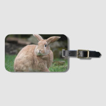 Cute ginger bunny with big ears  