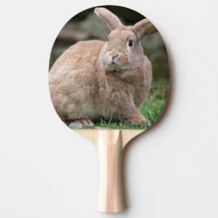 Cute ginger bunny with big ears ping pong paddle