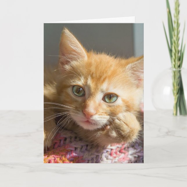CUTE GINGER CAT KITTEN HELLO CARDS (Front)