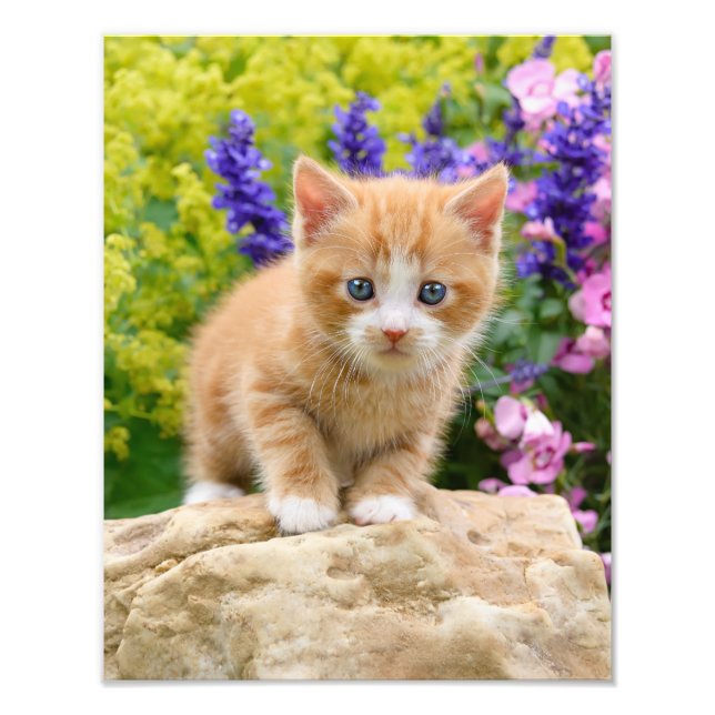 Cute Ginger Cat Kitten in a Flowery Garden  - Photo Print (Front)