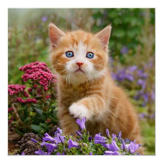 Cute Ginger Cat Kitten in a Garden Photo Portrait Poster (Front)