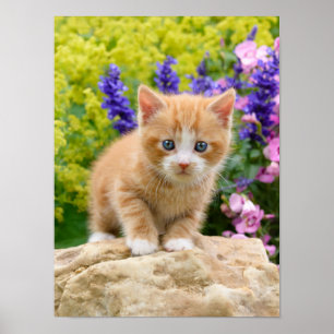 Cute Ginger Cat Kitten in Flowery Garden Pet Photo Poster