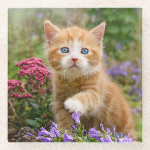 Cute Ginger Cat Kitten in Garden Funny Photo - Glass Coaster