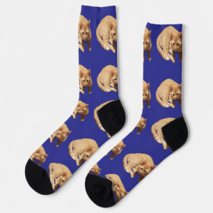 Cute Ginger Cat Photo Pattern Blue Socks