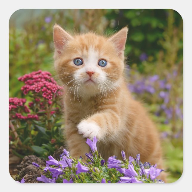 Cute ginger kitten in a garden square sticker (Front)