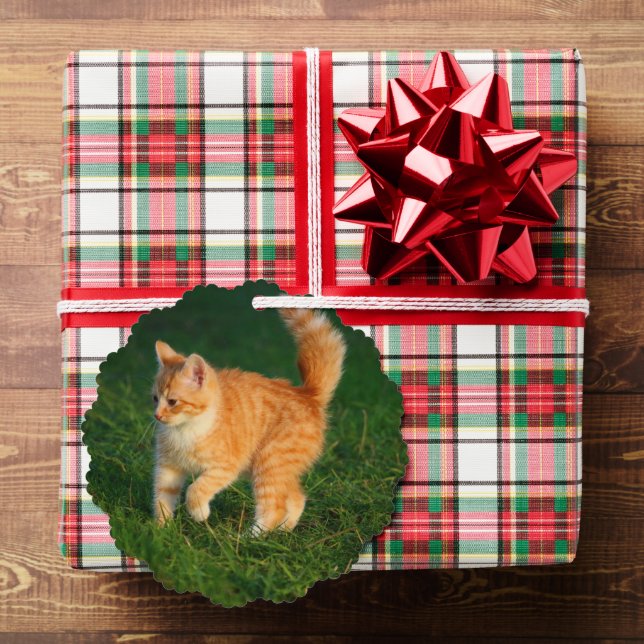 Cute Ginger Kitten Photo Ornament (Insitu (Gift))