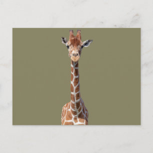 Cute giraffe face postcard