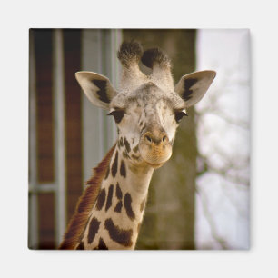 Cute Giraffe Photo Magnet