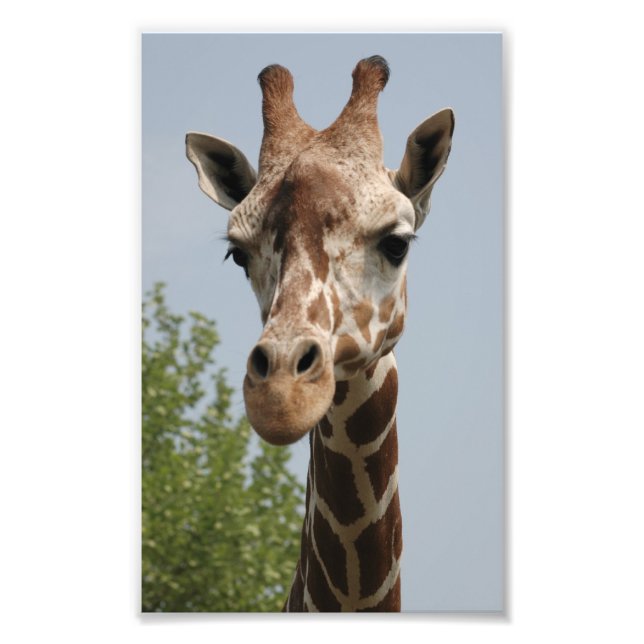 Cute Giraffe Photo Print (Front)