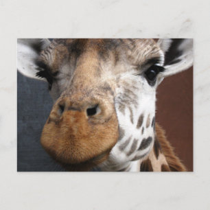 Cute Giraffe Postcard