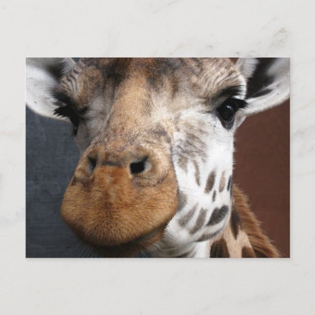 Cute Giraffe Postcard (Front)