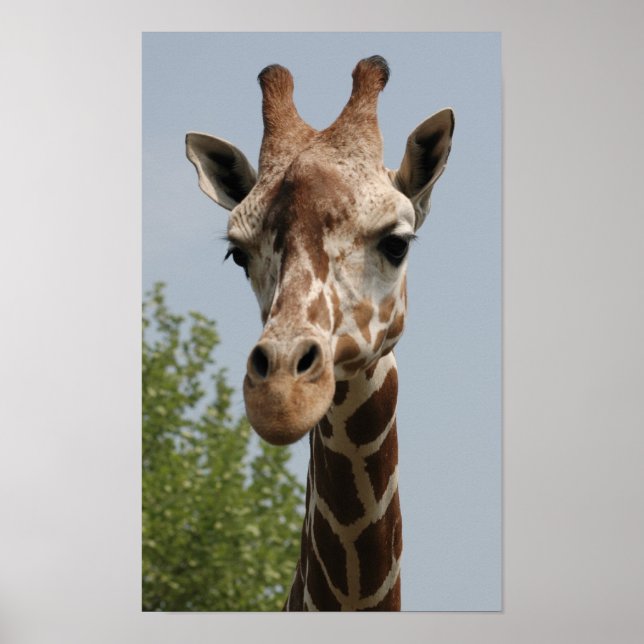 Cute Giraffe Poster (Front)