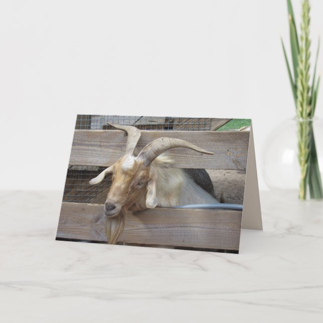 Cute Goat Begging for Attention Greeting Card (Front)