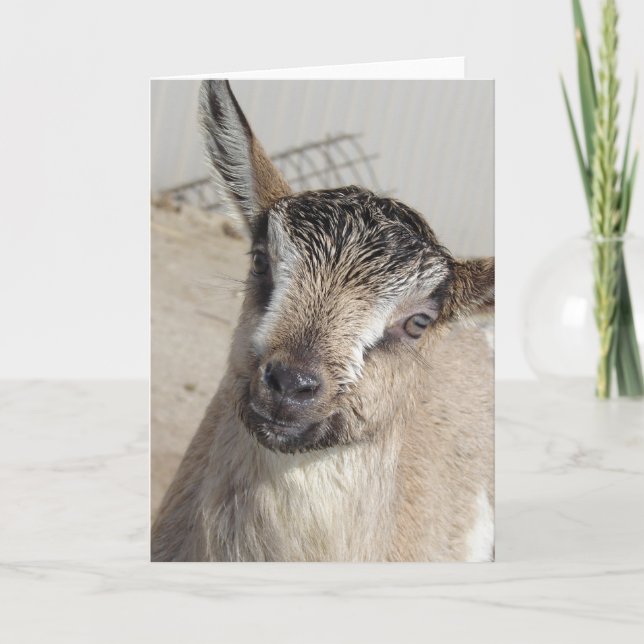 Cute Goat Card (Front)