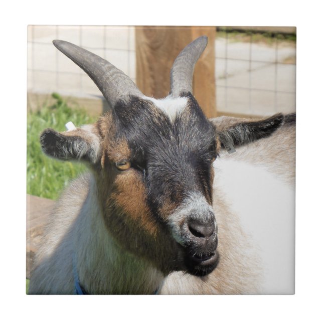CUTE GOAT CERAMIC TILE (Front)
