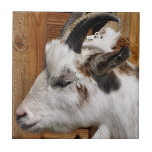 CUTE GOAT  CERAMIC TILE