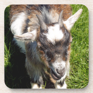 CUTE GOAT COASTER