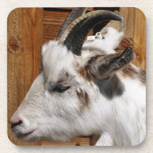 CUTE GOAT   COASTER
