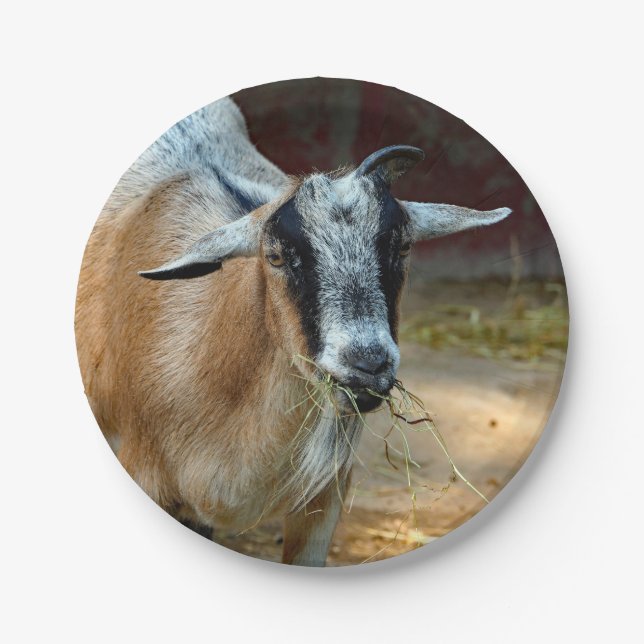 Cute Goat Eating Hay Photo Paper Plate (Front)