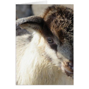 Cute Goat Kid