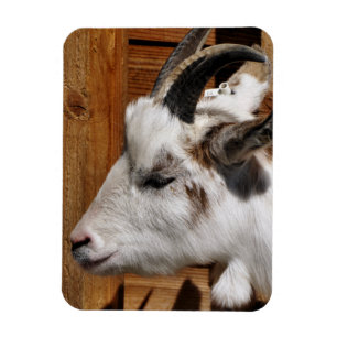 CUTE GOAT  MAGNET