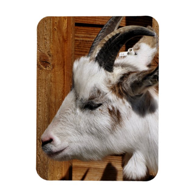 CUTE GOAT  MAGNET (Vertical)