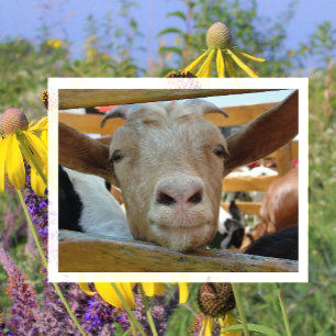 Cute Goat Peeking Through Fence, Goat Hello Postcard