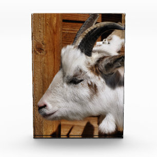 CUTE GOAT  PHOTO BLOCK